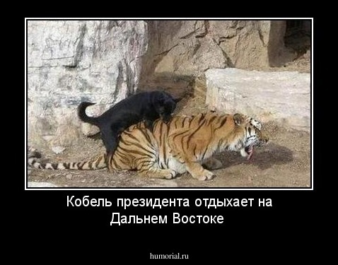 Кобель президента отдыхает на Дальнем Востоке