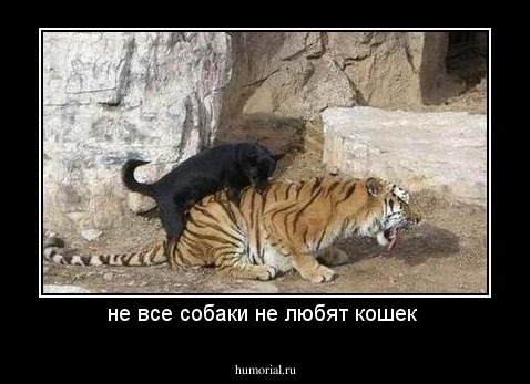 не все собаки не любят кошек 