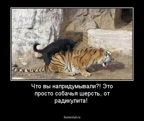 Что вы напридумывали?! Это просто собачья шерсть, от радикулита!