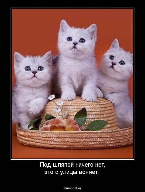 Под шляпой ничего нет, это с улицы воняет.