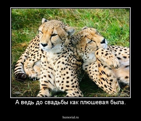 А ведь до свадьбы как плюшевая была.