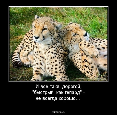 И всё таки, дорогой, "быстрый, как гепард" - не всегда хорошо...