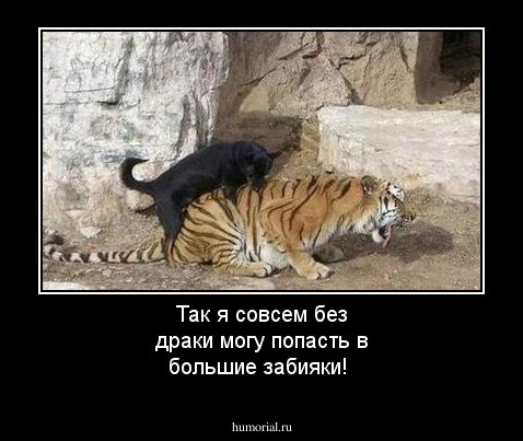 Так я совсем без драки могу попасть в большие забияки!