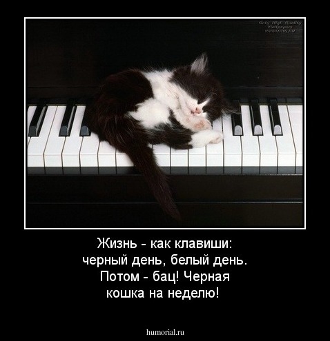 Жизнь - как клавиши: черный день, белый день. Потом - бац! Черная кошка на неделю!
