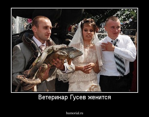 Ветеринар Гусев женится
