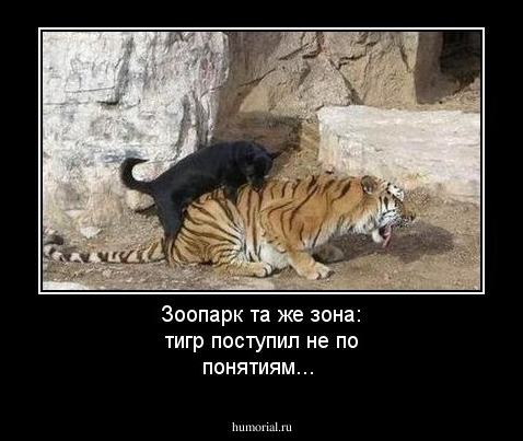 Зоопарк та же зона: тигр поступил не по понятиям...