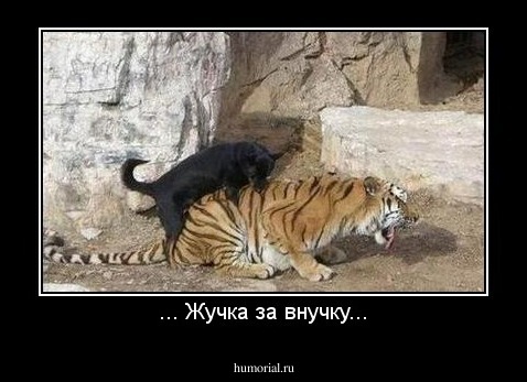 ... Жучка за внучку...