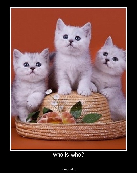 who is who?