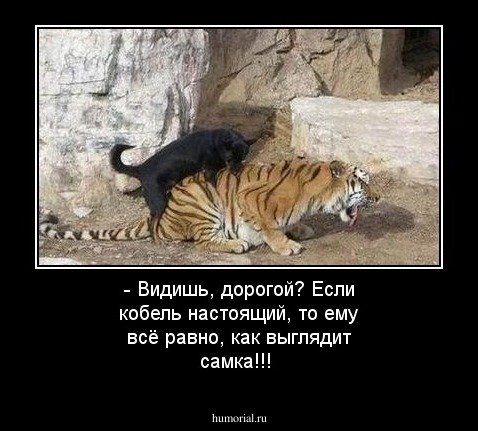 - Видишь, дорогой? Если кобель настоящий, то ему всё равно, как выглядит самка!!!
