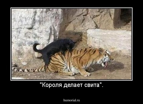 "Короля делает свита".
