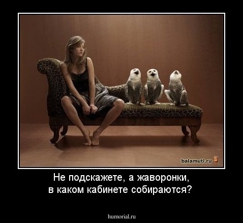 Не подскажете, а жаворонки, в каком кабинете собираются?