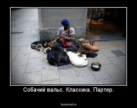 Собачий вальс. Классика. Партер.
