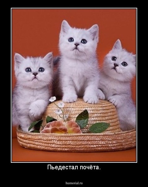 Пьедестал почёта.