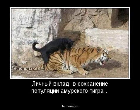 Личный вклад, в сохранение популяции амурского тигра .