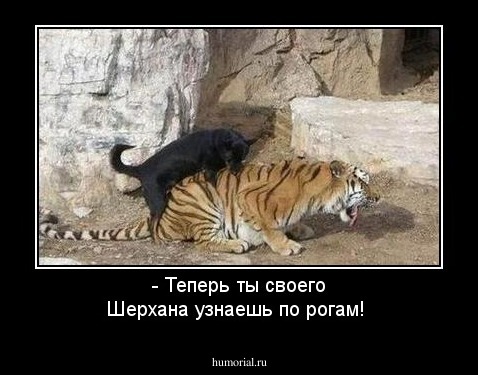 - Теперь ты своего Шерхана узнаешь по рогам!