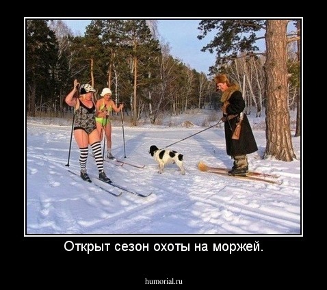Открыт сезон охоты на моржей.