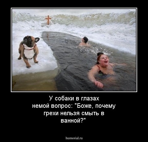 У собаки в глазах немой вопрос: "Боже, почему грехи нельзя смыть в ванной?"