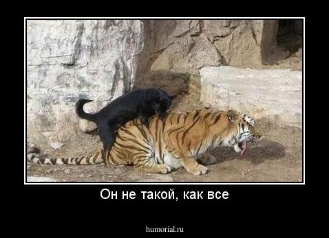 Он не такой, как все