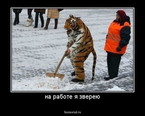 на работе я зверею
