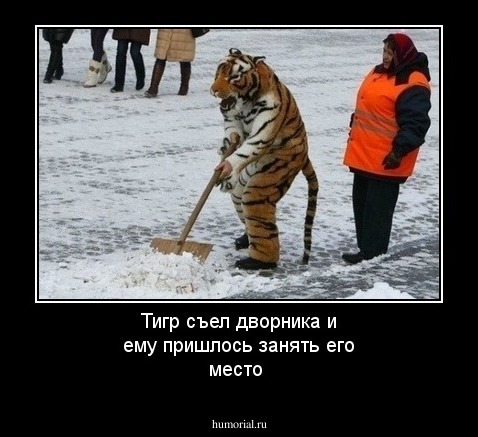 Тигр съел дворника и ему пришлось занять его место