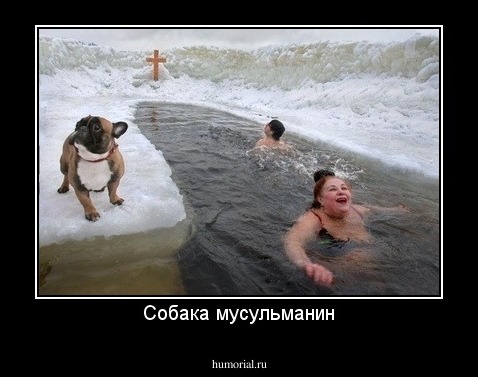 Собака мусульманин