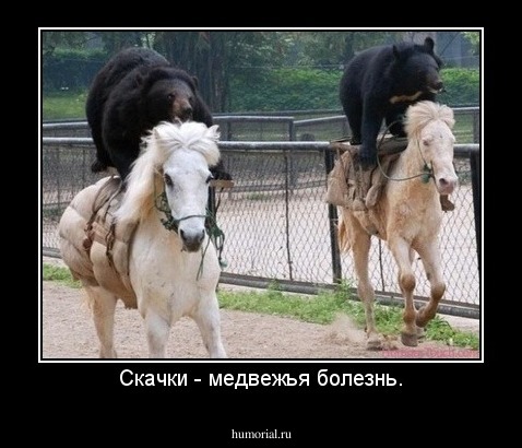 Скачки - медвежья болезнь.