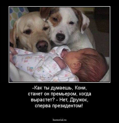 -Как ты думаешь, Кони, станет он премьером, когда вырастет? - Нет, Дружок, сперва президентом!