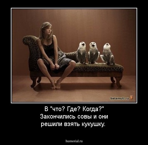В "что? Где? Когда?" Закончились совы и они решили взять кукушку.