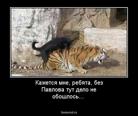 Кажется мне, ребята, без Павлова тут дело не обошлось...