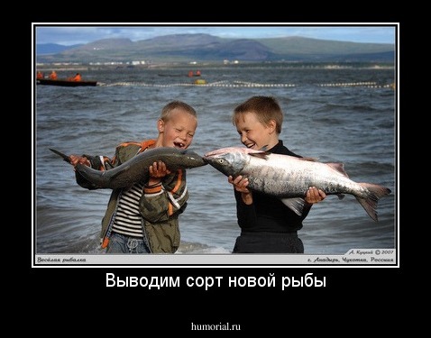 Выводим сорт новой рыбы