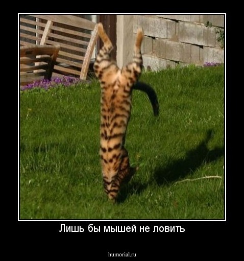 Лишь бы мышей не ловить