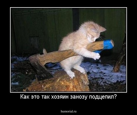 Как это так хозяин занозу подцепил?