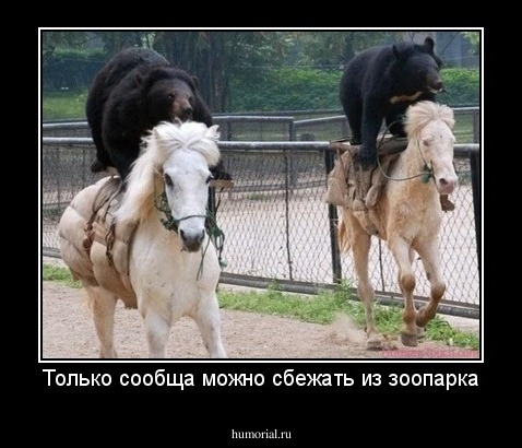 Только сообща можно сбежать из зоопарка