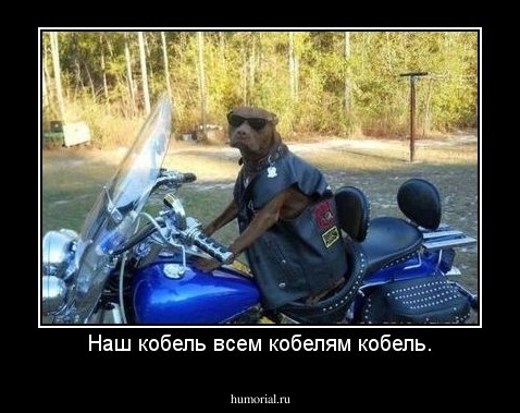Наш кобель всем кобелям кобель.