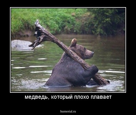 медведь, который плохо плавает