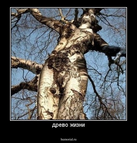 древо жизни