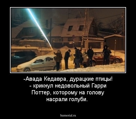 -Авада Кедавра, дурацкие птицы! - крикнул недовольный Гарри Поттер, которому на голову насрали голуби.