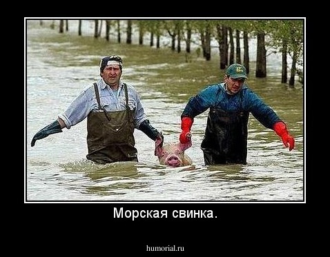 Морская свинка.