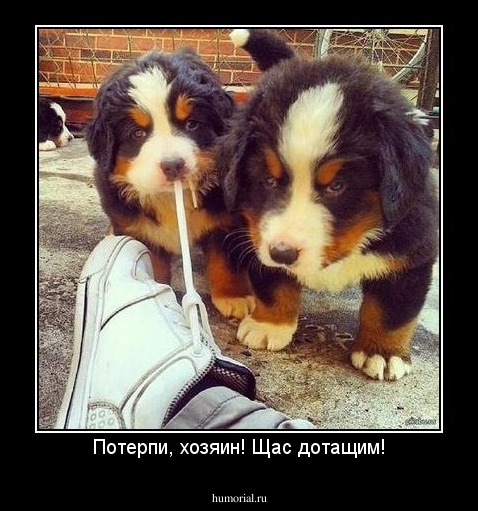 Потерпи, хозяин! Щас дотащим!