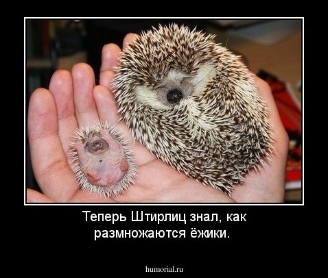 Теперь Штирлиц знал, как размножаются ёжики.