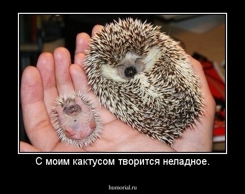 С моим кактусом творится неладное.