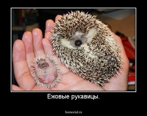 Ежовые рукавицы.