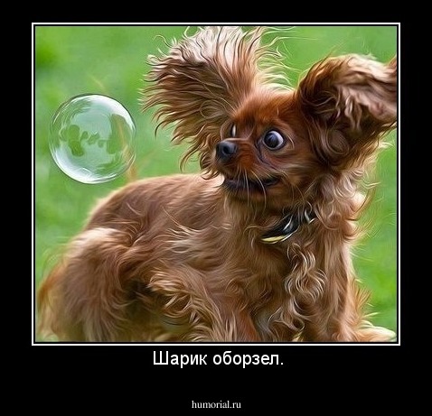  Шарик оборзел.