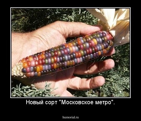 Новый сорт "Московское метро".