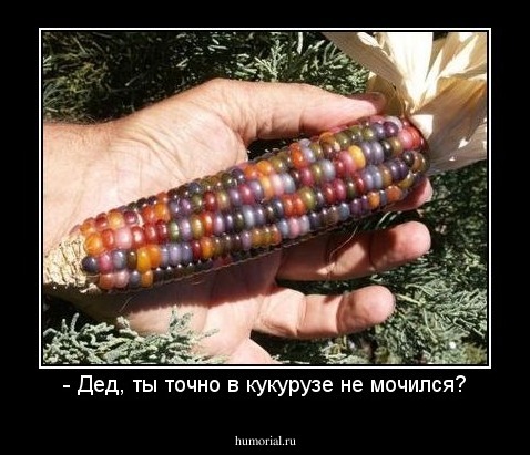 - Дед, ты точно в кукурузе не мочился?