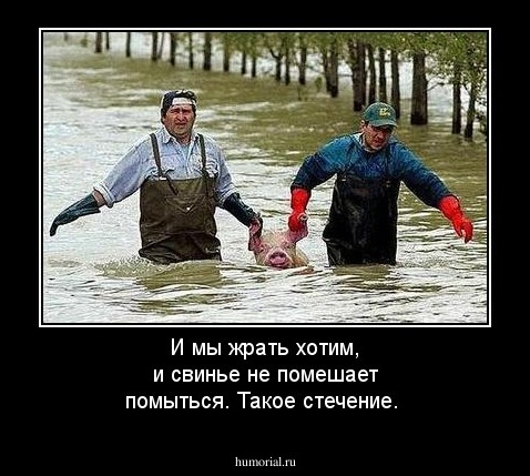 И мы жрать хотим, и свинье не помешает помыться. Такое стечение.