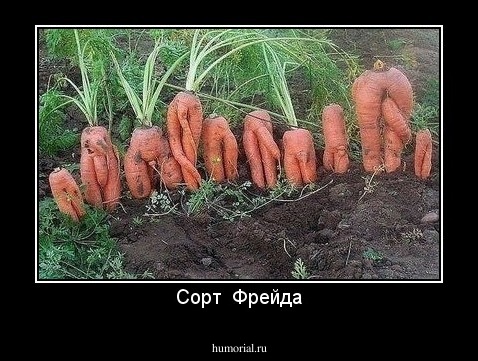 Сорт  Фрейда