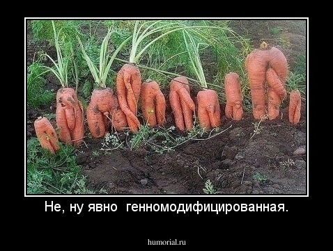 Не, ну явно  генномодифицированная.