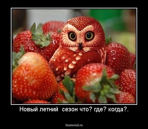 Новый летний  сезон что? где? когда?.