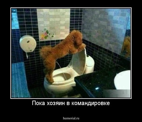 Пока хозяин в командировке
